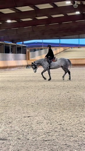 Mastering the Sitting Trot: Tips for Riders