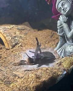 1.1M views · 3.5K reactions | So intense! ️ Timelapse Magic: Spider...