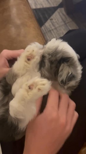 1.5K views · 13 reactions | This little cutie could be yours! They are 8 weeks old tomorrow and ready for their forever homes!!! (Look till the end how he tries to get out!) | Oklahoma Mini Aussie Doodles | Facebook