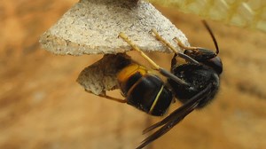 Frelon asiatique : taille, description, biotope, habitat, reproduction