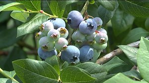 Blueberry Picking Season is Here
