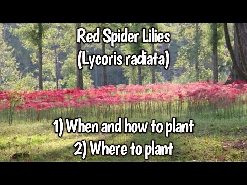 Red Spider Lily Basics