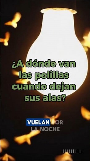 ¿A dónde van las polillas cuando pierden las alas? 🦋🪵