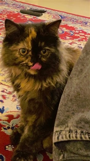 Meow! on Instagram: "Read Caption🚨 (👇🏻helpful for your cat)(COMMENT FOR RECIPES STEPS)It’s summer and during summer, cats often face dehydration ☀️😿 Feeding only dry food isn’t enough this season. They need something hydrating too! And honestly, nothing beats healthy homemade cat food over store bought wet food. 🐱💧 (Give water with every meal compulsory why it’s important because dehydration cause stones in cats stomach which leads to dead and Surgeries) #CatsofInstagram #CatsOfTheDay #Meo