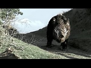 Boar 2017 Horror Movie Recap: What Makes It So Terrifying