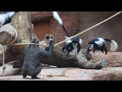 Guereza Monkeys Annoy Grumpy Gorilla 🦍