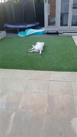 Ridiculous Rolling Dog Behavior Explained