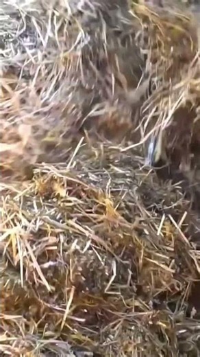 How to mix cattle feed evenly? #zeep #zeepukraine #everythingwillbeagroukraine #techinspection