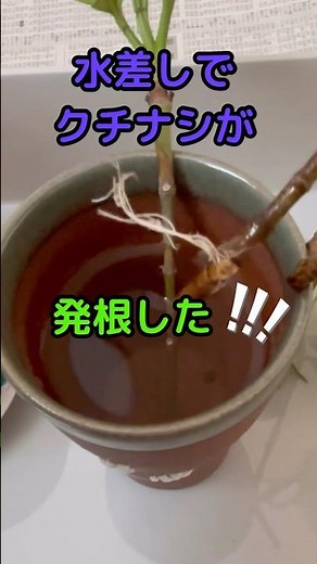 水差しで発根したクチナシを鉢に植え替える#園芸