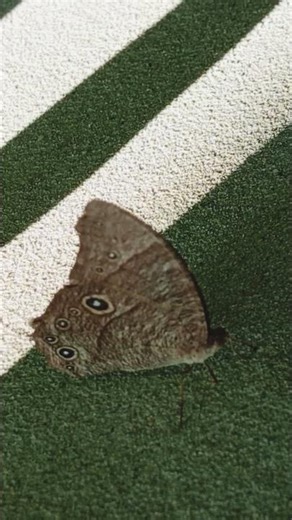 আরেক রকম ‘সাঁঝলা প্রজাপতি’(Common Evening Brown butterfly (Melanitis leda))।