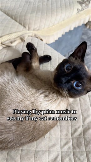 Maybe she remembers😂 #cat #catlovers #catshorts #egypt #catvideo