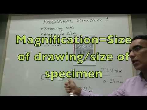 Measuring the Size of a Cell and Calculating Magnification (IB Biology Prescribed Practical 1)