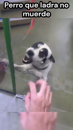 287K views · 9.5K reactions | Funny Reels Part 31  Try Not To Laugh impossible!!! | XDHUB | Facebook