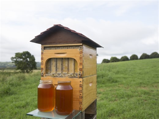 Flow Hive, el invento para sacar miel directamente de la colmena