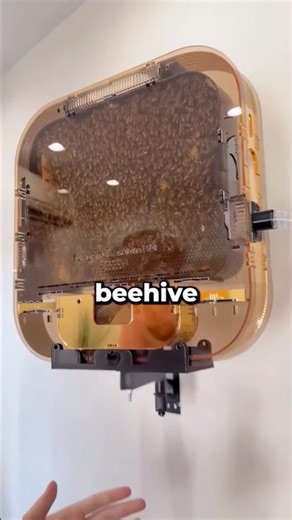 This Business Idea Puts Bees Inside Your Living Room
