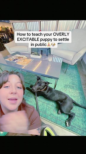 16K views · 186 reactions | From Problem Pup to Einstein Dog! Engaging brain games for lasting behavior change. Learn More : https://en-braintrainingfordog.com/ | We Dog Trainer | Facebook