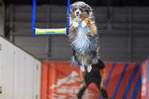 Meet the Winners of the 2025 AKC Military Diving Dogs Challenge