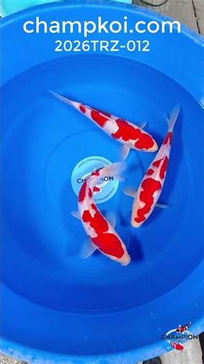 Torazo Kohaku | ChampKoi.com
