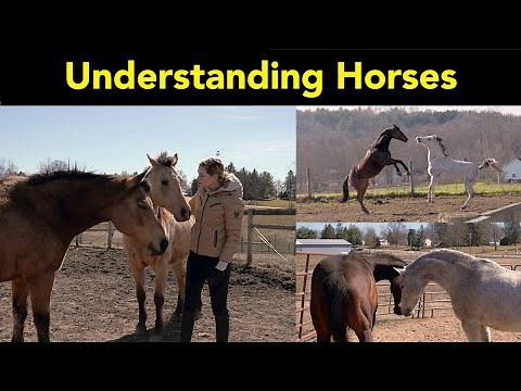 Horse Behavior and Body Language 🐴