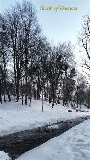 Winter River & Ducks | Real Nature Sounds