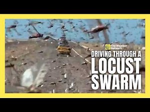 Locust Cloud Loudly Pelts Cars as They Drive Through Swarm | #locustswarm