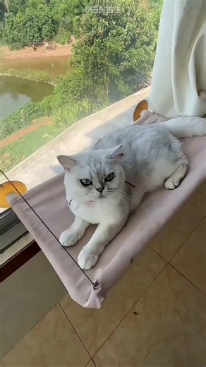 Cat prank: fake bug sound under bed 😂! #catsoftiktok #catsoftwitter #PrankCat #funnycats #viralpets