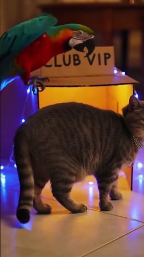 VIP Club pets having fun