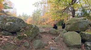 Our first adventure! | Canine Protection International