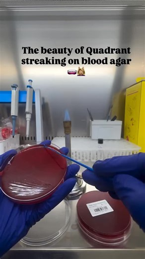 Microbiogram on Instagram: "Quadrant Streaking It is the most commonly used and the most preferred method where four equal-sized sections of the agar plate are streaked. It is also referred to as the “four-quadrant streak” or “four sectors” or “four-way streak” method. In this method, each plate is divided into four equal sectors and each adjacent sector is streaked sequentially. The sector which is streaked first is called the first sector or the first quadrant, and it has the highest concentra