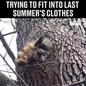 'The diet starts now...' 😂🙈 | LADbible