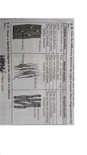 Difference Between types of Muscle 💪 Fibres #class9 #rbse #science