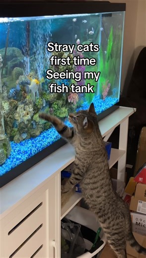 Stray Cat’s First Encounter with Angelfish in Aquarium