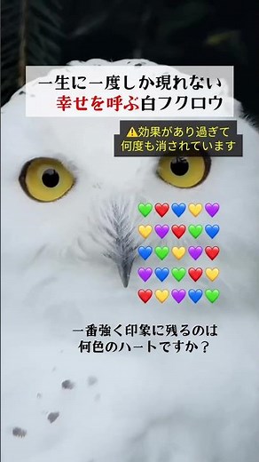 🦉5秒目を見つめると福が来る🍀フクロウは、「不苦労（苦労しない）」「福来郎（福が来る）」「福老（豊かに年をとる）」などの縁起の良い当て字から、幸運や服を招く鳥として愛されています✨