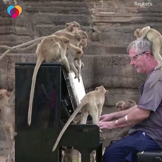 WATCH: Hundreds of monkeys gathered around this pianist, who plays music for struggling animals to help them heal and raise awareness ❤️ | The Uplift