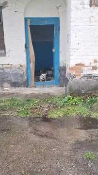 Young Dog Found Alone in an Abandoned Building Finally Discovers a Loving Home