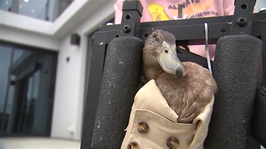 15K views · 109 reactions | Myelin the duck is waddling again! And it's all thanks to the handy work of 12-year-old Archer Smith. Myelin now has his own custom wheelchair, helping him stand and walk around his home at Uninhibited DUCKS North Canterbury Duck Rescue. If you'd like to support the organisation's rescue work, you can head to www.givealittle.co.nz/cause/northcantyduckrescue | Breakfast | Facebook