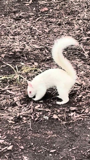 Albino squirrel in DC 18/02/26