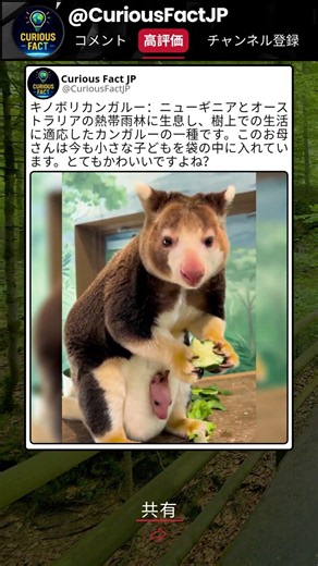 木の上を選んだカンガルーの進化