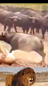 4.2K views · 19 reactions | Three Lions Attack Hippo | Voice of Islam | Facebook