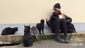 6.4K views · 85 reactions | An animal activist's perspective on...