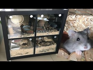 Hamster cage from IKEA shelf | DIY tutorial for small animal cage | KALLAX / EXPEDIT