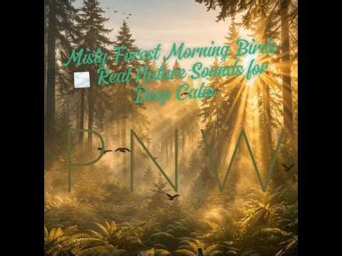 Misty Forest Morning Birds 🌫️ Real Nature Sounds for Deep Calm (3 Hours)