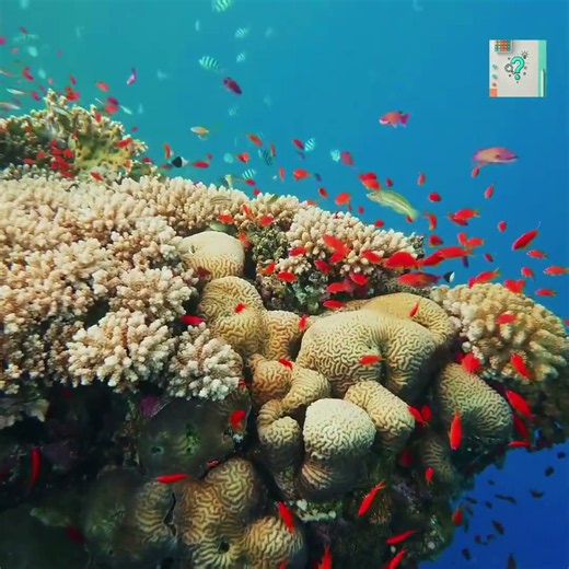 How Coral Reefs Build Giant Structures