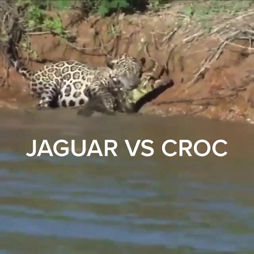 Jaguar vs Crocodile: The Ultimate Showdown