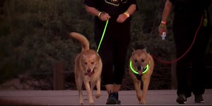 Nevada SPCA postponing ‘Neon Dog Walk’ due to expected high winds