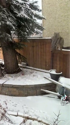 #vlog #canada #alberta #calgary