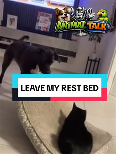 LEAVE MY REST BED #animaltalk #animallltalk #animalsoftiktok #dogsoftiktok #dogvideos