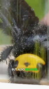 Why is the giant scoliid wasp called the mammoth wasp? #scoliidwasp #mammothwasp #wildlife #bravewilderness | Brave Wilderness