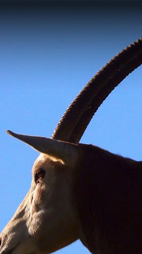 The scimitar-horned oryx was declared Extinct in the Wild in 2000 - today, it’s been upgraded to Endangered. In just over 20 years, the wild population grew from zero to over 600 individuals in Chad. This is the first time a large mammal has been successfully reintroduced from extinction in the wild at this scale. Read More: bit.ly/3ICG8lL #ScimitarHornedOryx #ConservationFrontlines #EndangeredLargeMammal #HistoricComeback | Conservation Frontlines