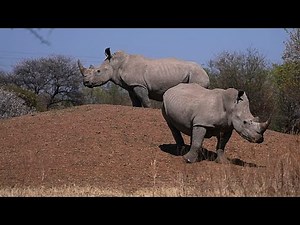 South Africa reports 16% drop in rhino poaching for 2025